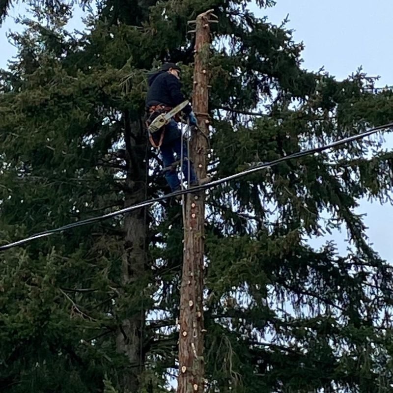 carlos landscaping (14)