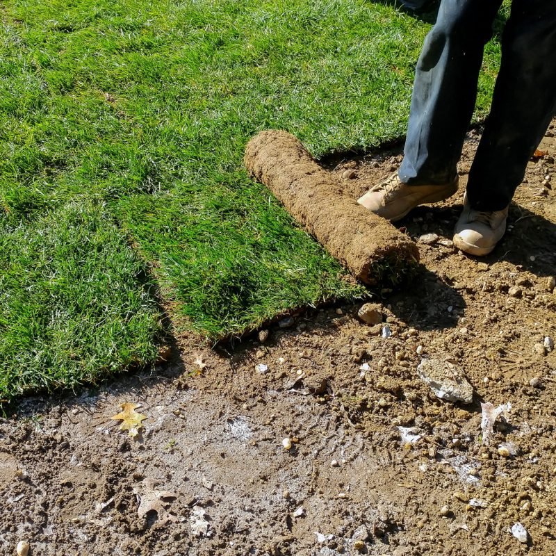 Gardener applying turf of roll green lawn grass in the backyard